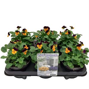 Afbeelding van Viola P12 New Orange purple jump up